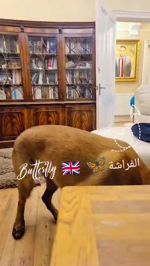 Belgian Shepherd Dog dogs for sale: 8 months old male Belgian Malinois  - Video 4