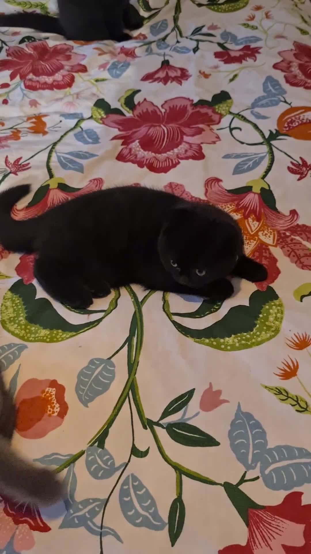 British Shorthair cats for sale: British shorthair black and blue kittens - Video 1