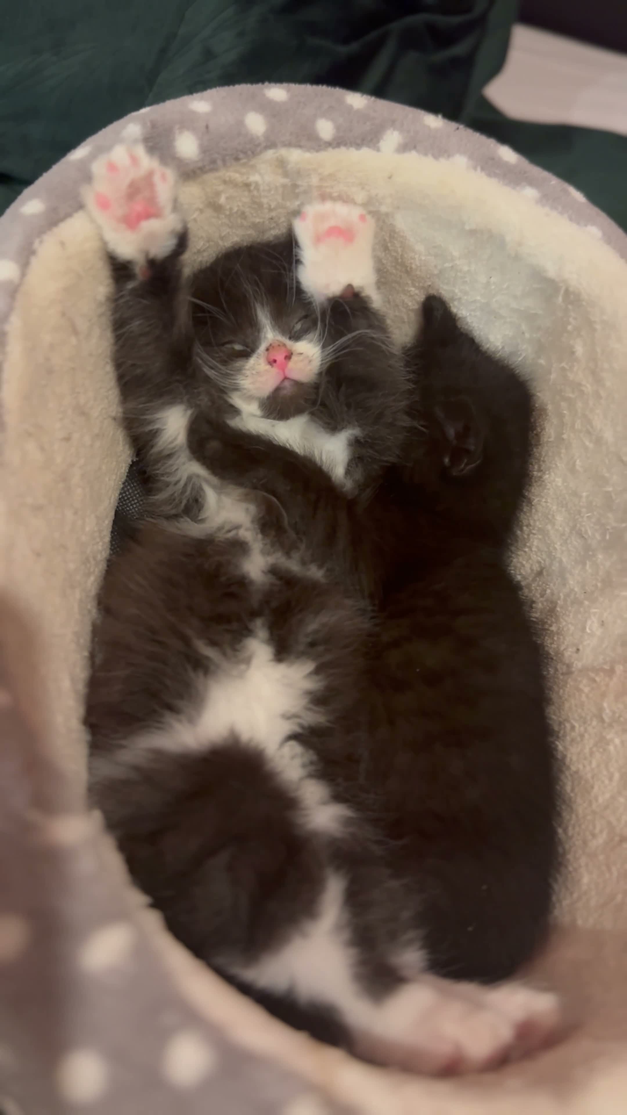 Mixed Breed cats for sale: “ **  Paws” in Manchester - Video 1