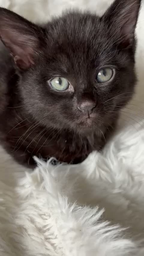 Mixed Breed cats for sale: Black kitten for sale  - Video 1