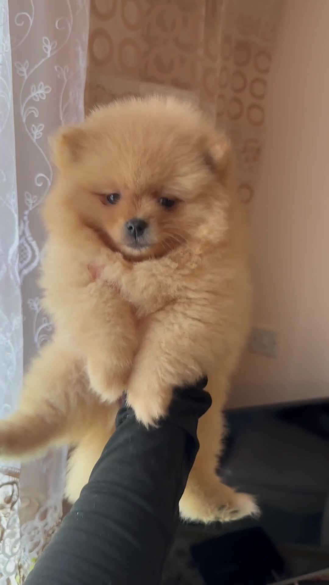 Pomeranian dogs for sale: Female pedigree Pomeranian ready now - Video 3