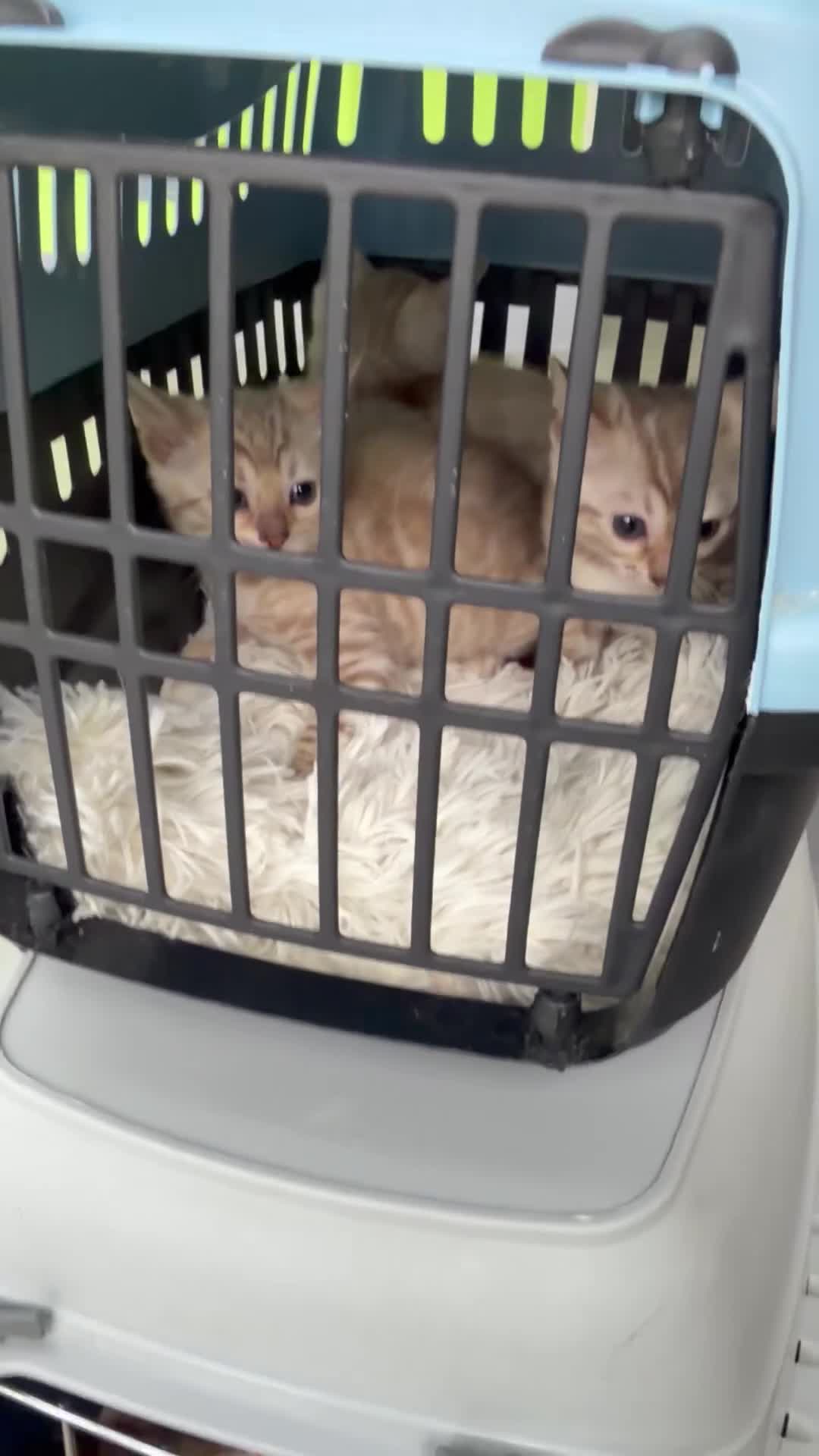 Bengal cats for sale: TICA-Pedigree Snow Lynx Bengal Kittens 🏆Active! - Video 5