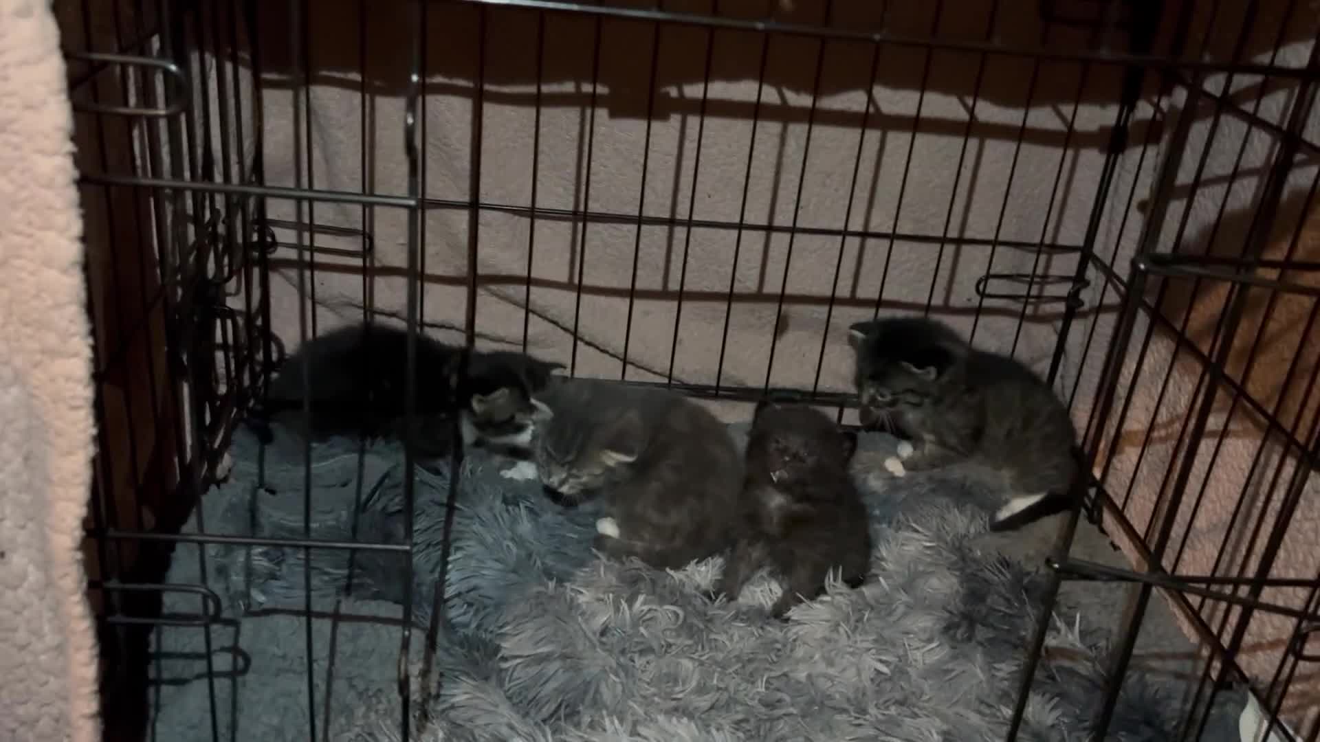 Ragdoll cats for sale: Ragdoll cross - Video 1