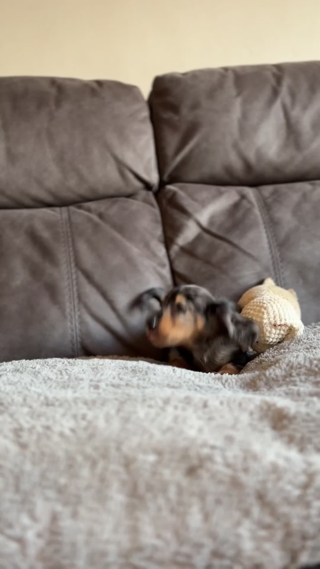 Miniature Dachshund dogs for stud: PROVEN SILVER DAPPLE & CREAM STUD🖤 - Video 1