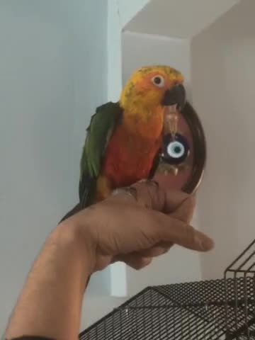 Conures birds for sale: Jenday Conure  in Leicester - Video 1