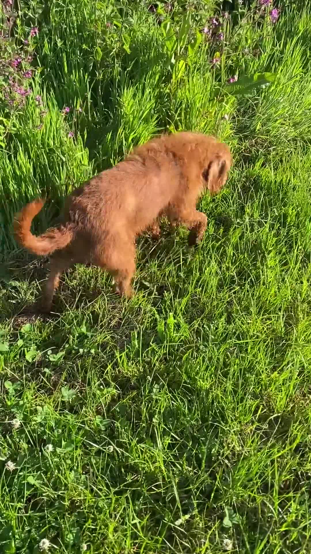 Mixed Breed dogs for sale: Labradoodle F1 Fox Red/ Australian Labradoodle  - Video 1