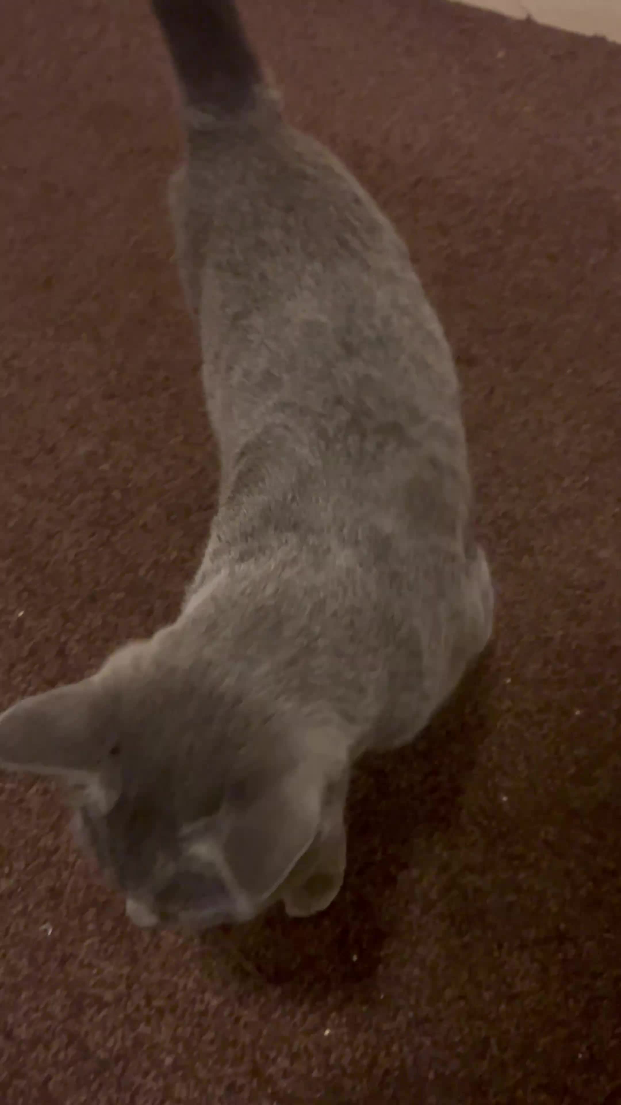 British Shorthair cats for sale: British Shorthair Female Cat Queen. - Video 3