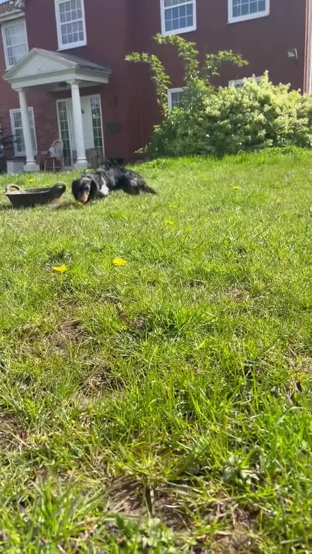 Miniature Dachshund dogs for stud: Stunning long  silver dapple stud boy  in Doncaster - Video 1