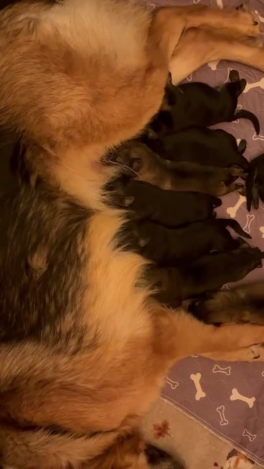 German Shepherd dogs for sale: Pedigree German Shepherd Puppies - Video 2