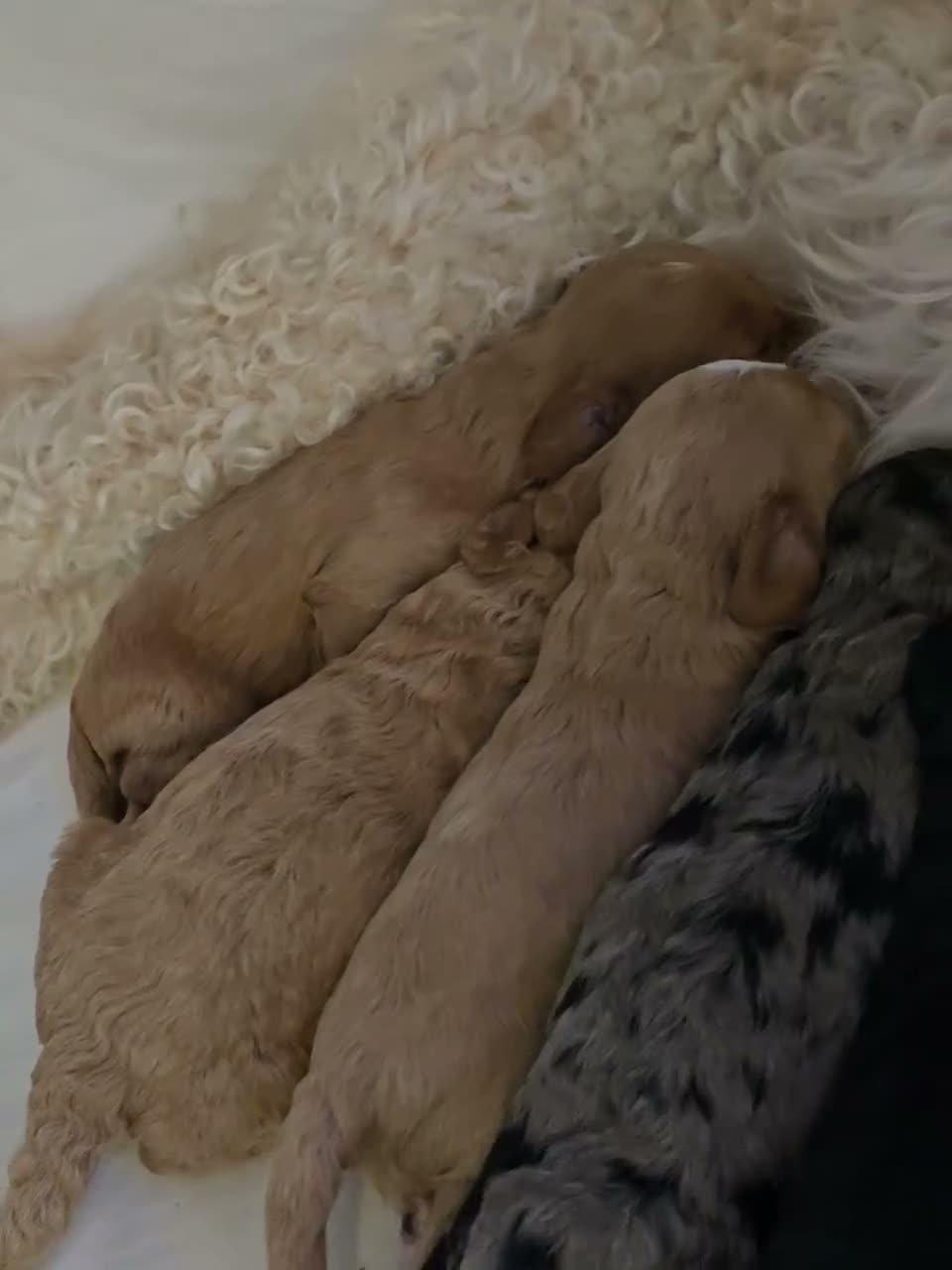 Cockapoo dogs for sale: Cockapoos  in Airdrie - Video 1