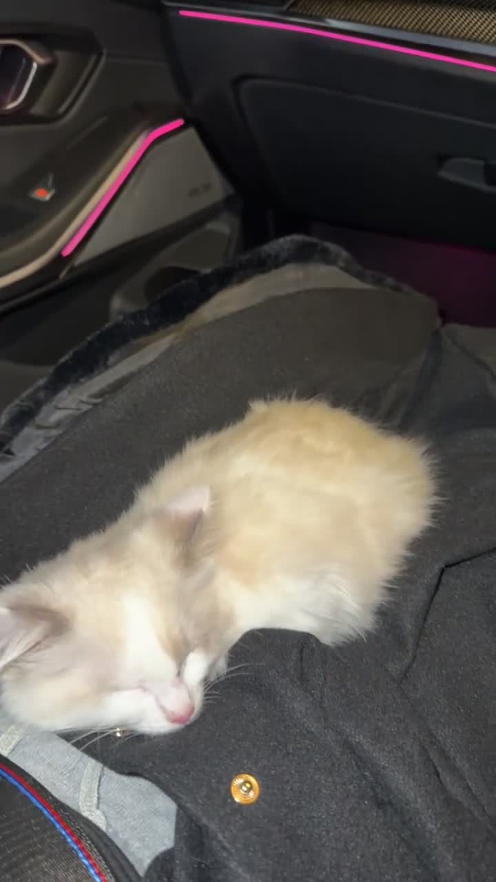 Ragdoll cats for sale: Ragdoll Kitten - Video 1