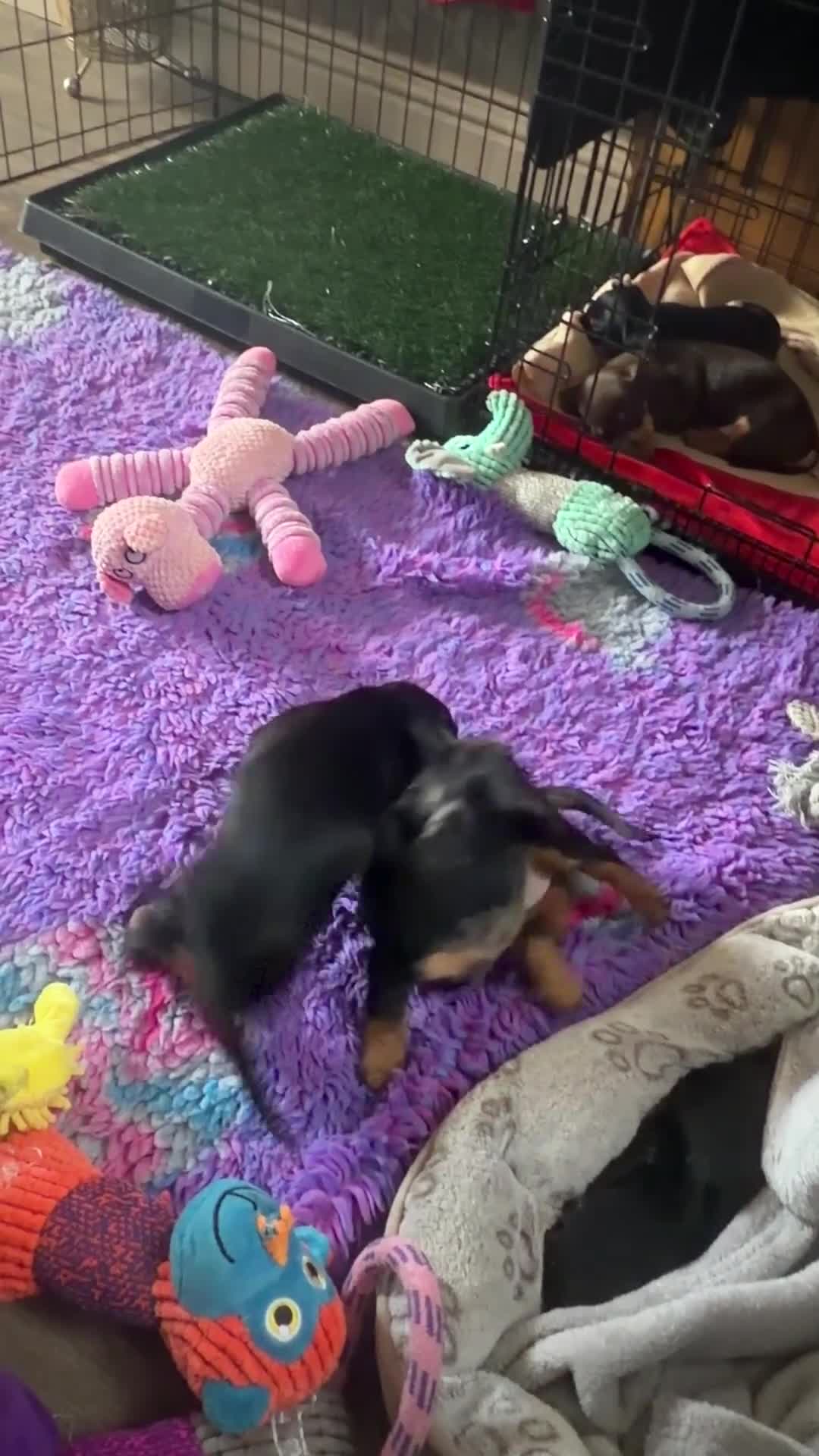 Miniature Dachshund dogs for sale: Licensed. Min smooth, kc/pra clear ready 25/5  - Video 1