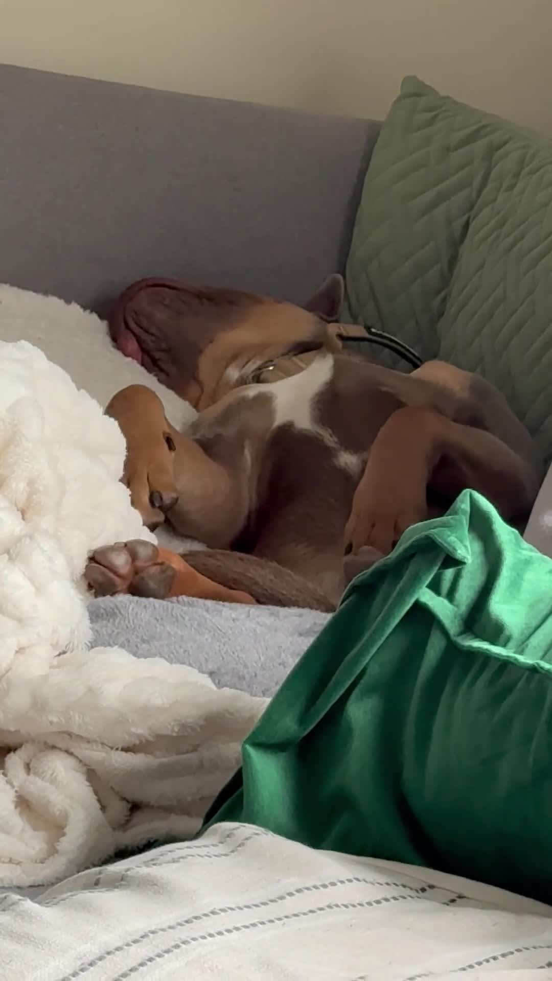 Mixed Breed dogs for sale: 6 months bulldog x staffy  - Video 2