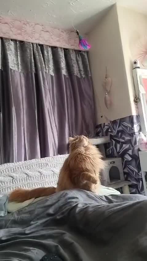 Maine Coon cats for sale: Rare Red maincoon two year old female in Manchester - Video 1