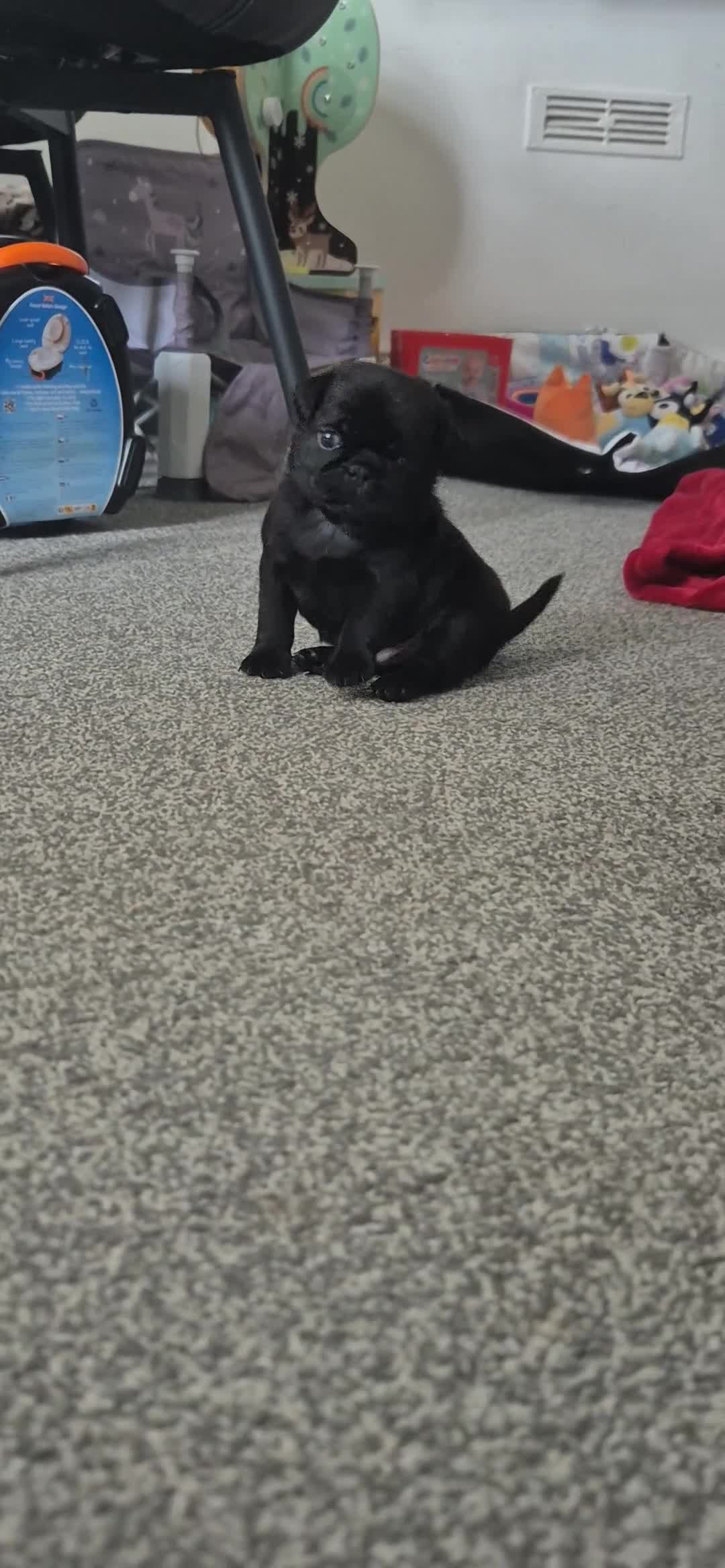 Pug dogs for sale: 3x pug girls 1x pug boy - Video 4