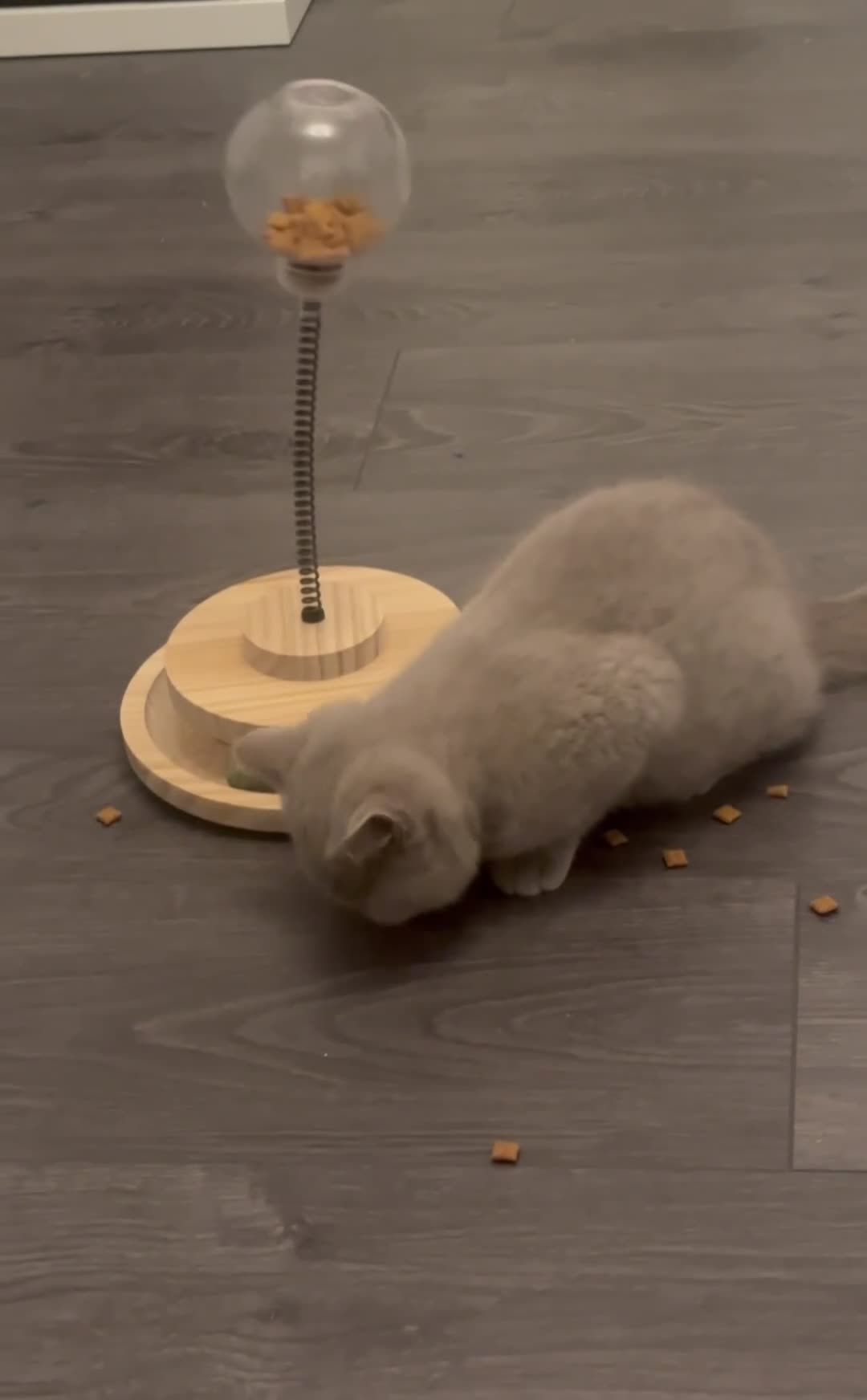 British Shorthair cats for sale: Beautiful lilac British shorthair  - Video 1