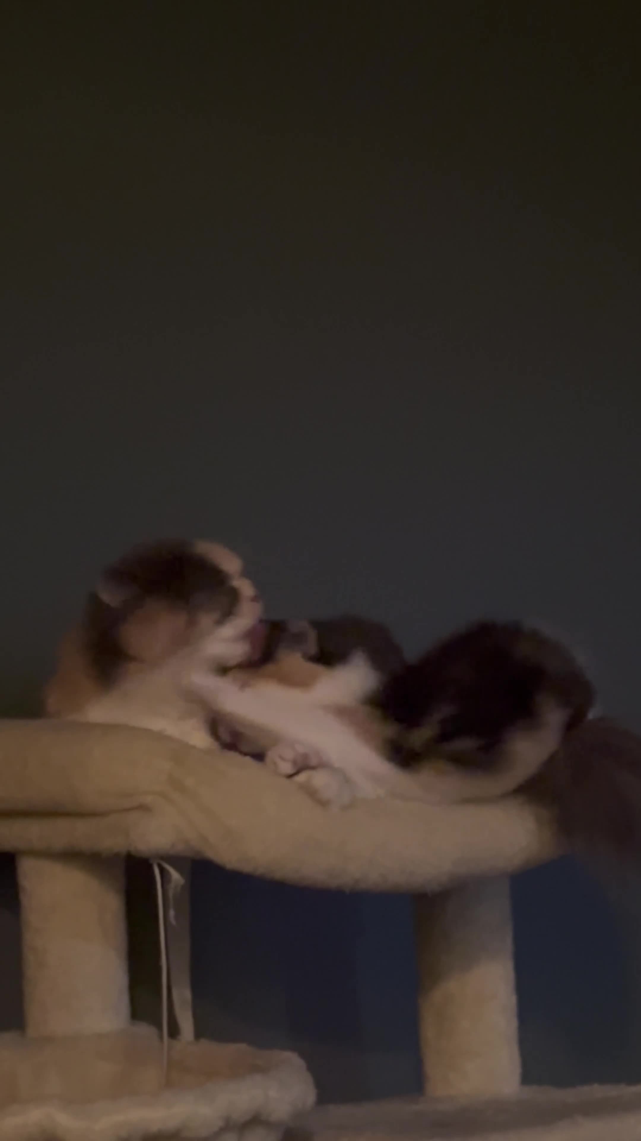 British Longhair cats for sale: 🐈‍⬛ British Longhair Mix Brother & Sister 🐈‍⬛  - Video 1