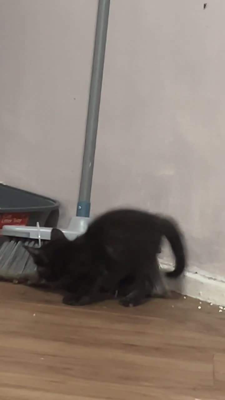 Domestic Shorthair cats for sale: Black and ginger female kitten  - Video 1