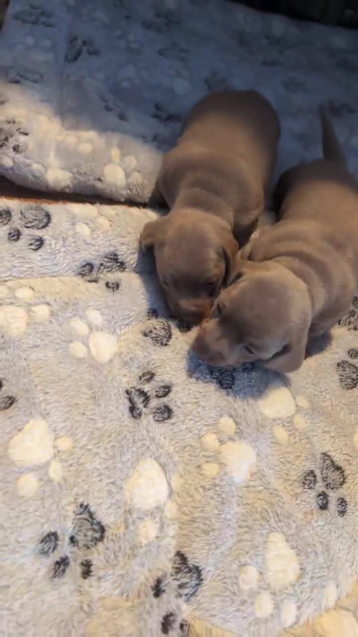 Miniature Dachshund dogs for sale: Both Gone - Video 1