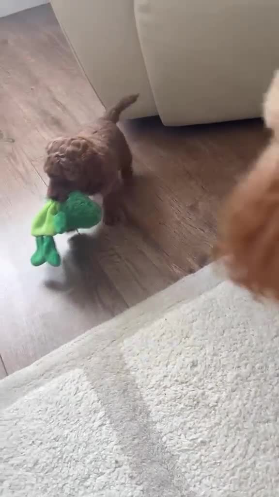 Toy Poodle dogs for sale: KC Toy Poodle- Only one left - Video 3