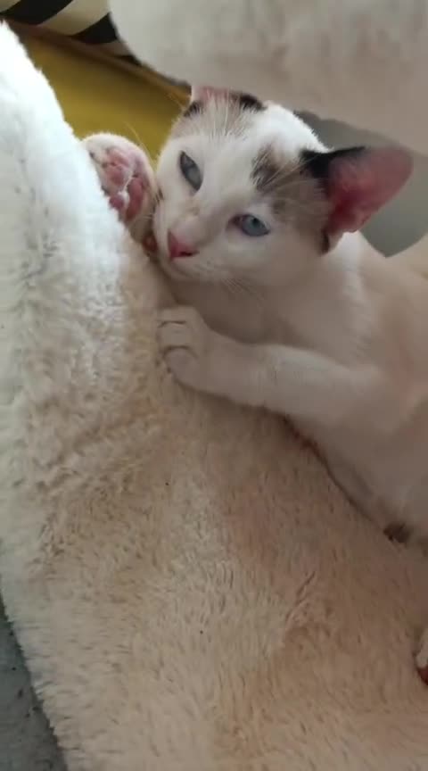 Siamese cats for adoption: Siamese cross and Tortoiseshell sister - Video 3