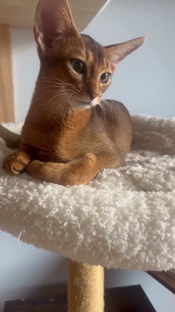 Abyssinian cats for sale: Adorable Abyssinian kittens - Video 1