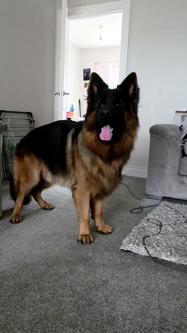 German Longhaired Pointer dogs for stud: 2 years old German Shepherd  - Video 2