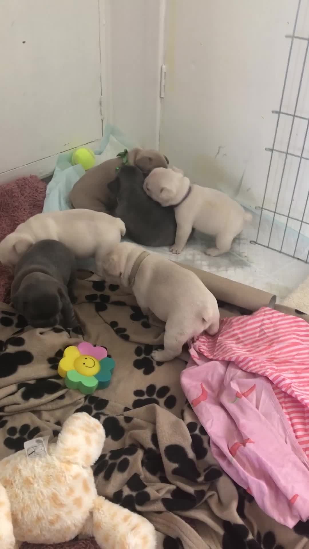 French Bulldog dogs for sale: French bulldog puppies in Manchester - Video 1