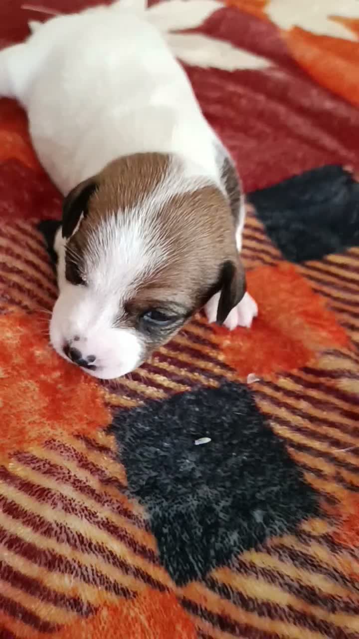Jack Russell dogs for sale: 5 Beautiful Jack Russell Puppies - Video 1