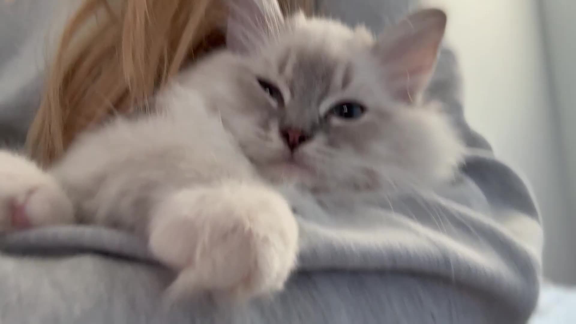 Ragdoll cats for sale: 💙🐾Tica full Pedigree🐾EU Ragdoll 🐱🐾DNA Clear - Video 2