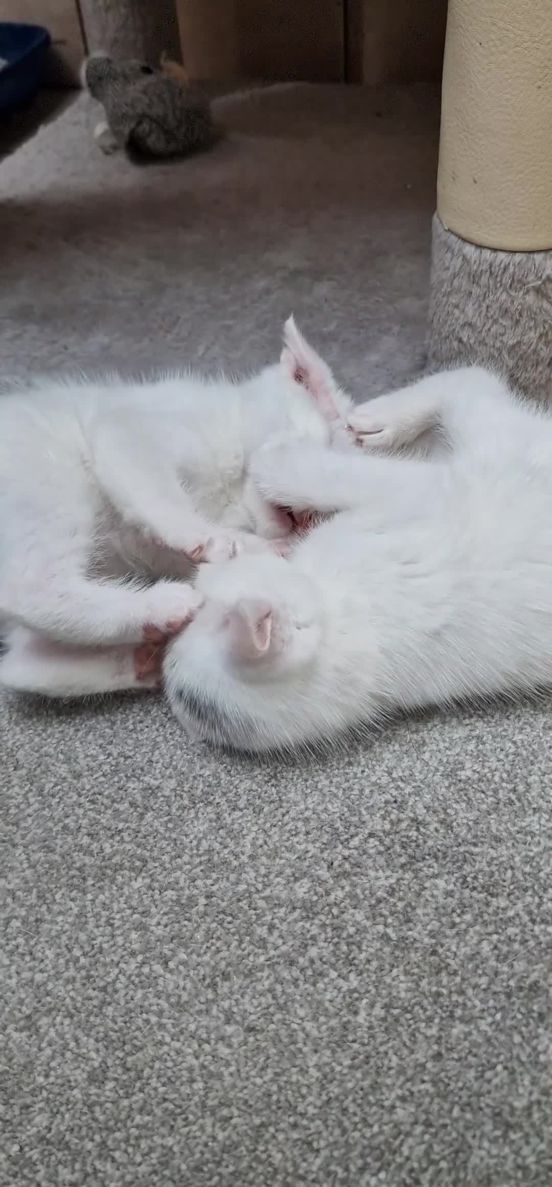 Mixed Breed cats for sale: White kittens. Ready Now. £150 each - Video 2