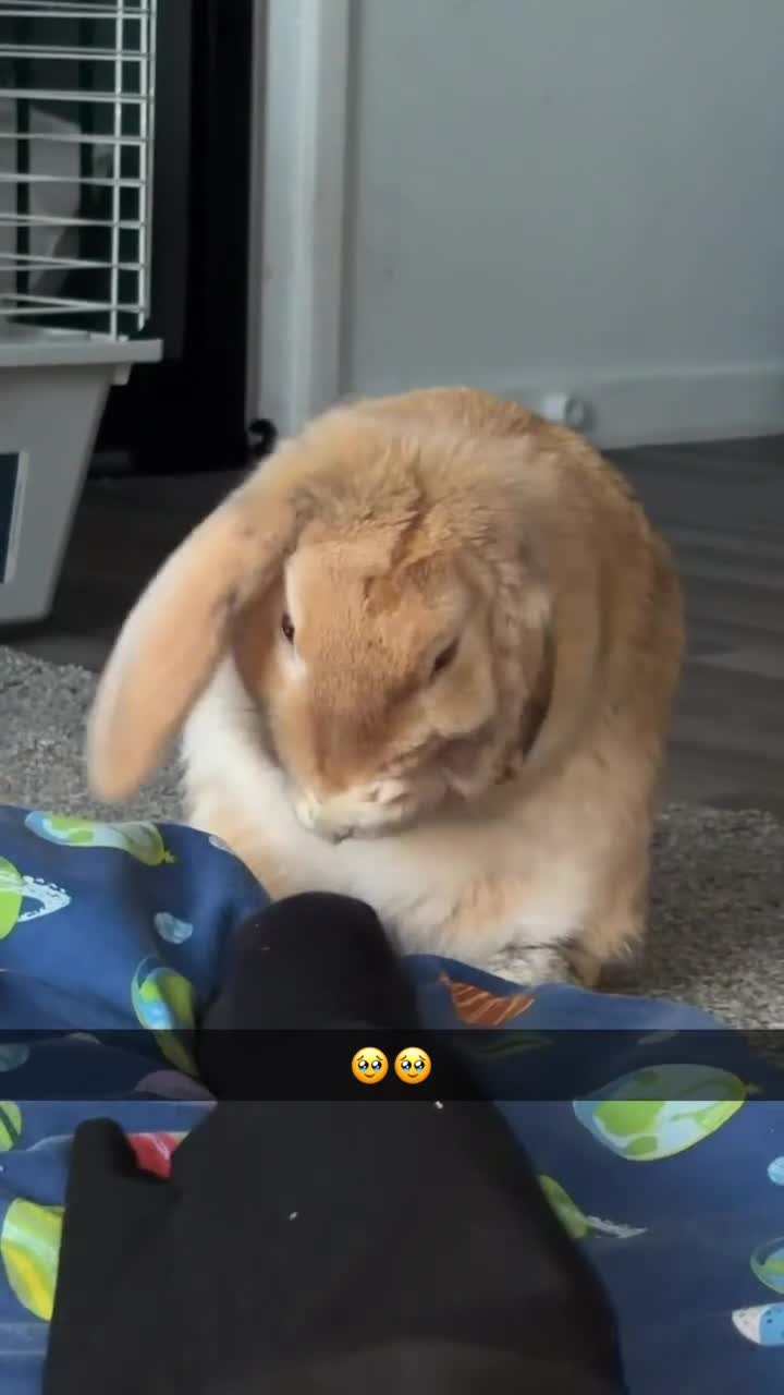 Mixed Breed rabbits for sale: 7 month old indoor male rabbit Thor in Hemel Hempstead - Video 1