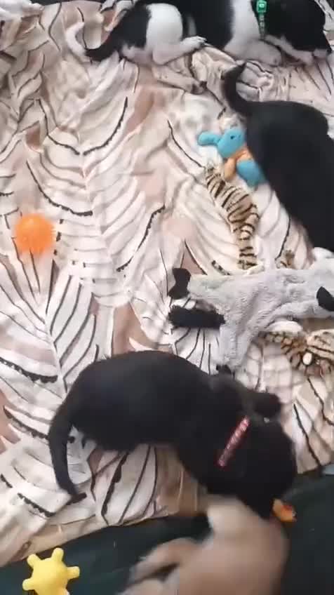 Mixed Breed dogs for sale: Shih tzu cross puppies in Durham - Video 1