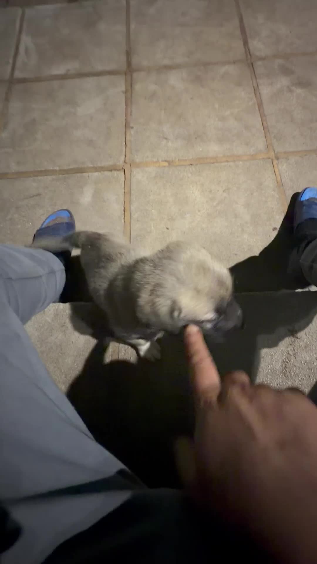 Turkish Kangal dogs for sale: Turkish kangal pups  - Video 1