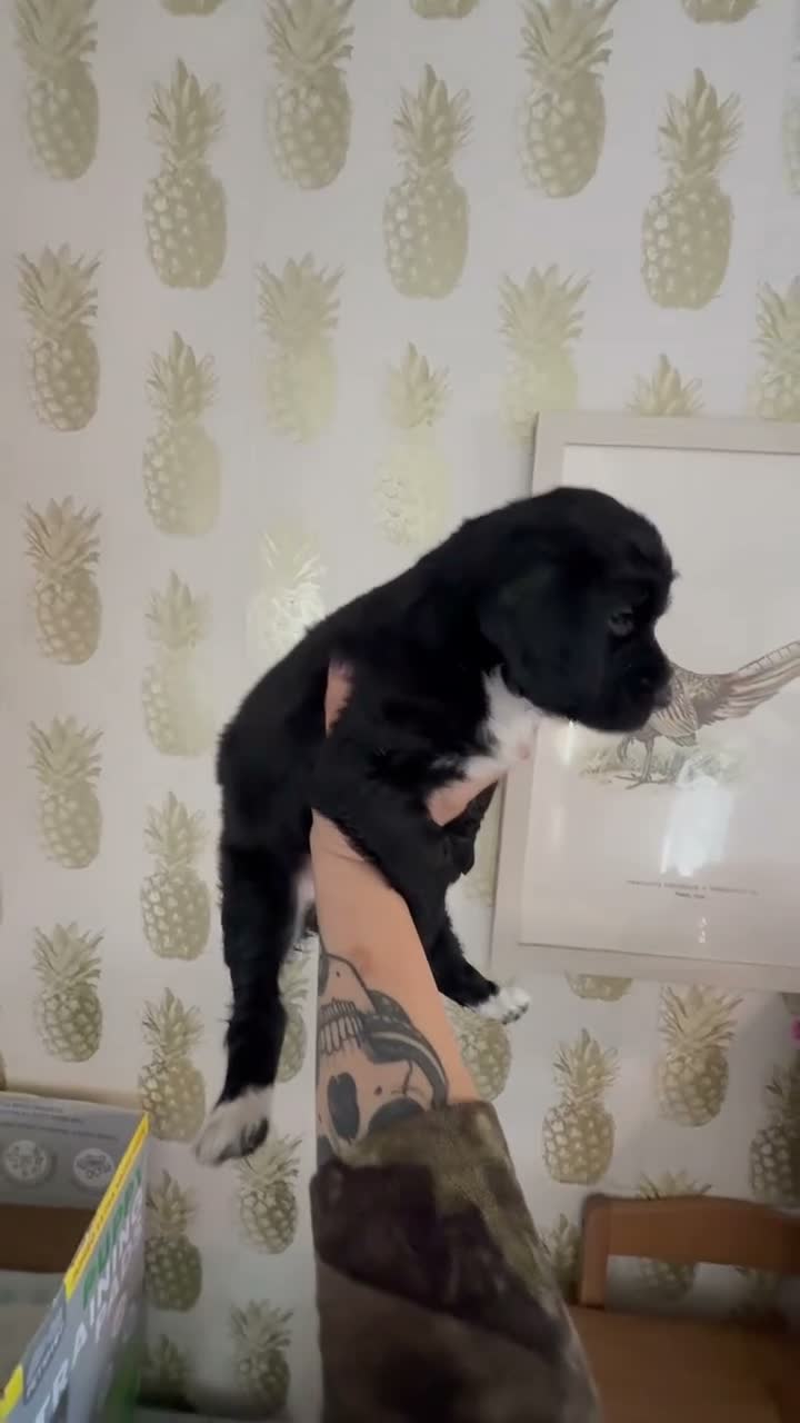 Cocker Spaniel dogs for sale: Beautiful Cocker Spaniel Puppies - Video 3