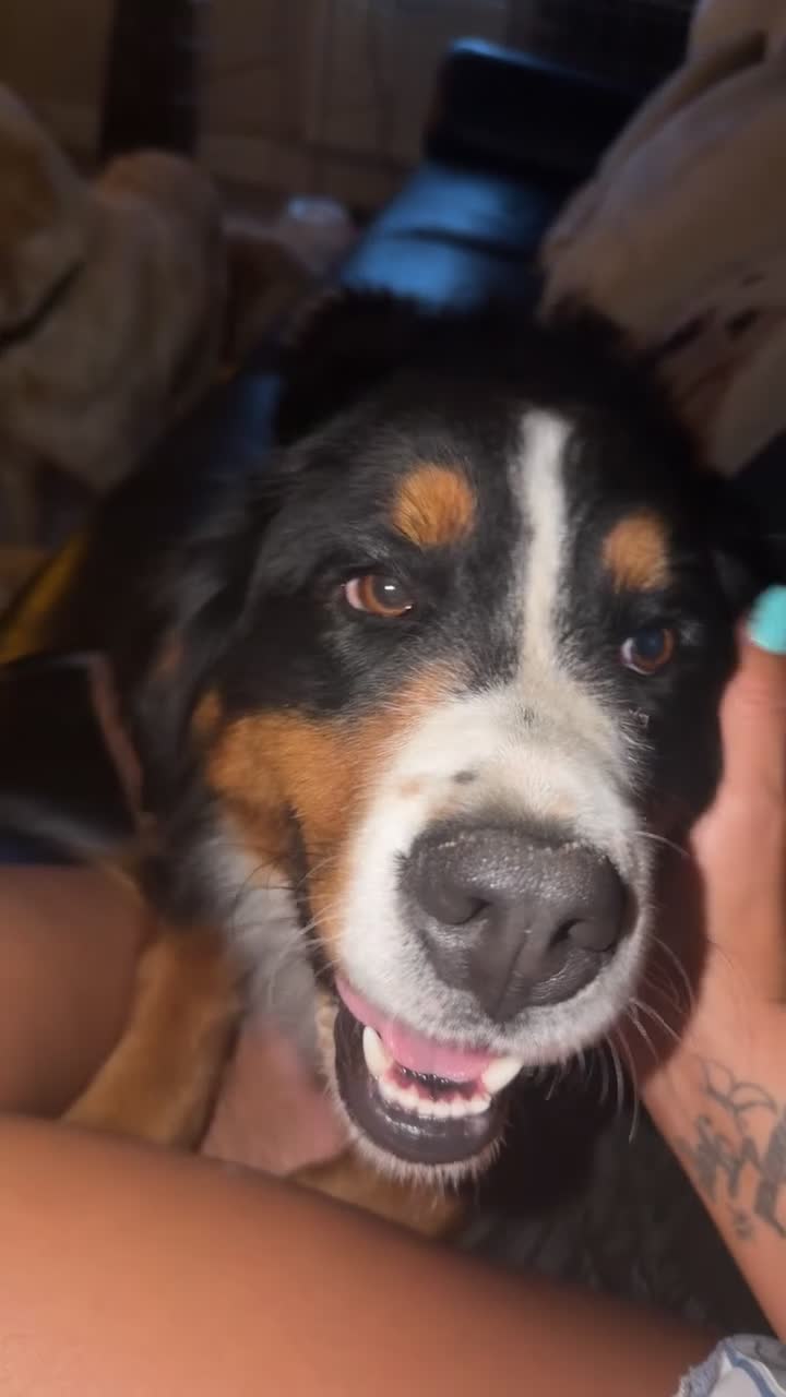 Bernese Mountain Dog dogs for sale: IKC 2 year old female  - Video 1