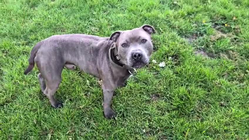 Staffordshire Bull Terrier dogs for stud: KC Registered Staffy Stud - Health Tested - Video 1