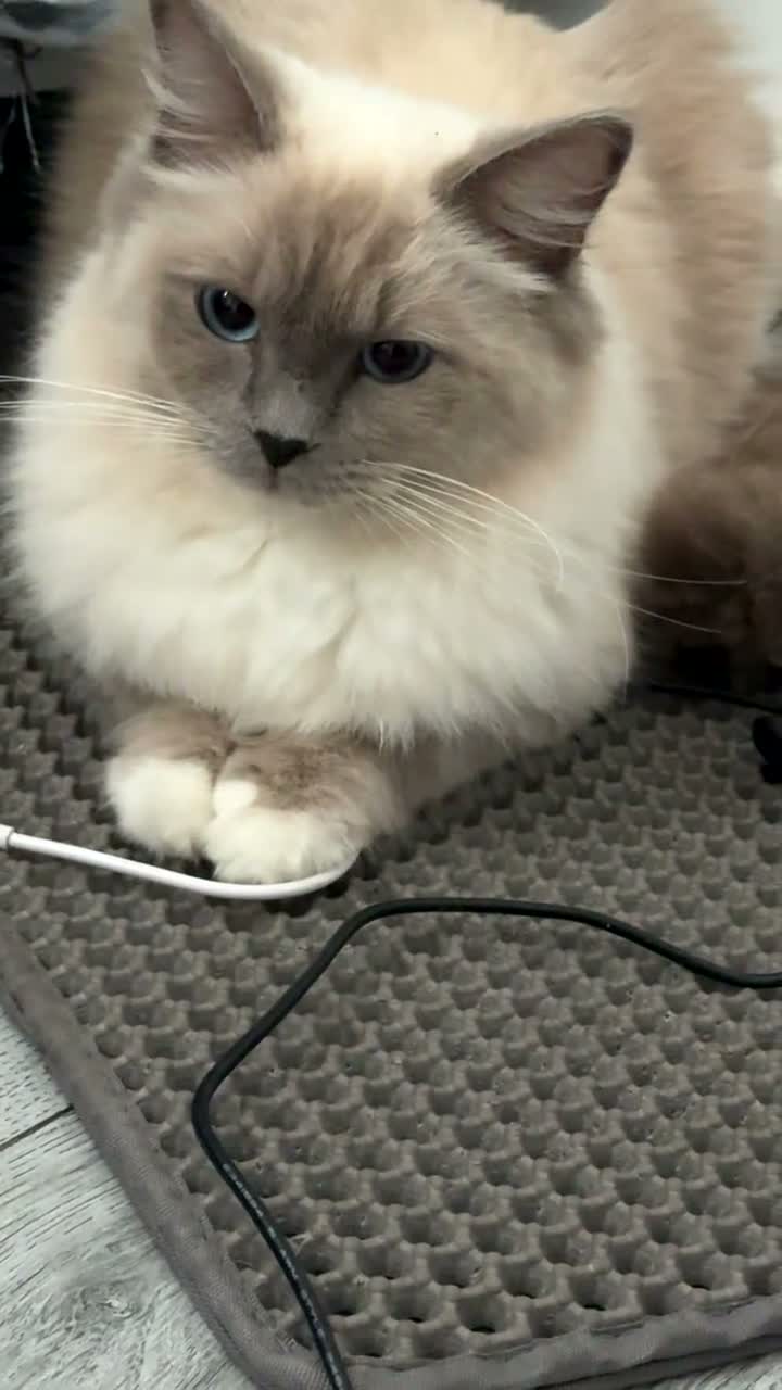 Ragdoll cats for sale: Female ragdolls sisters  - Video 1