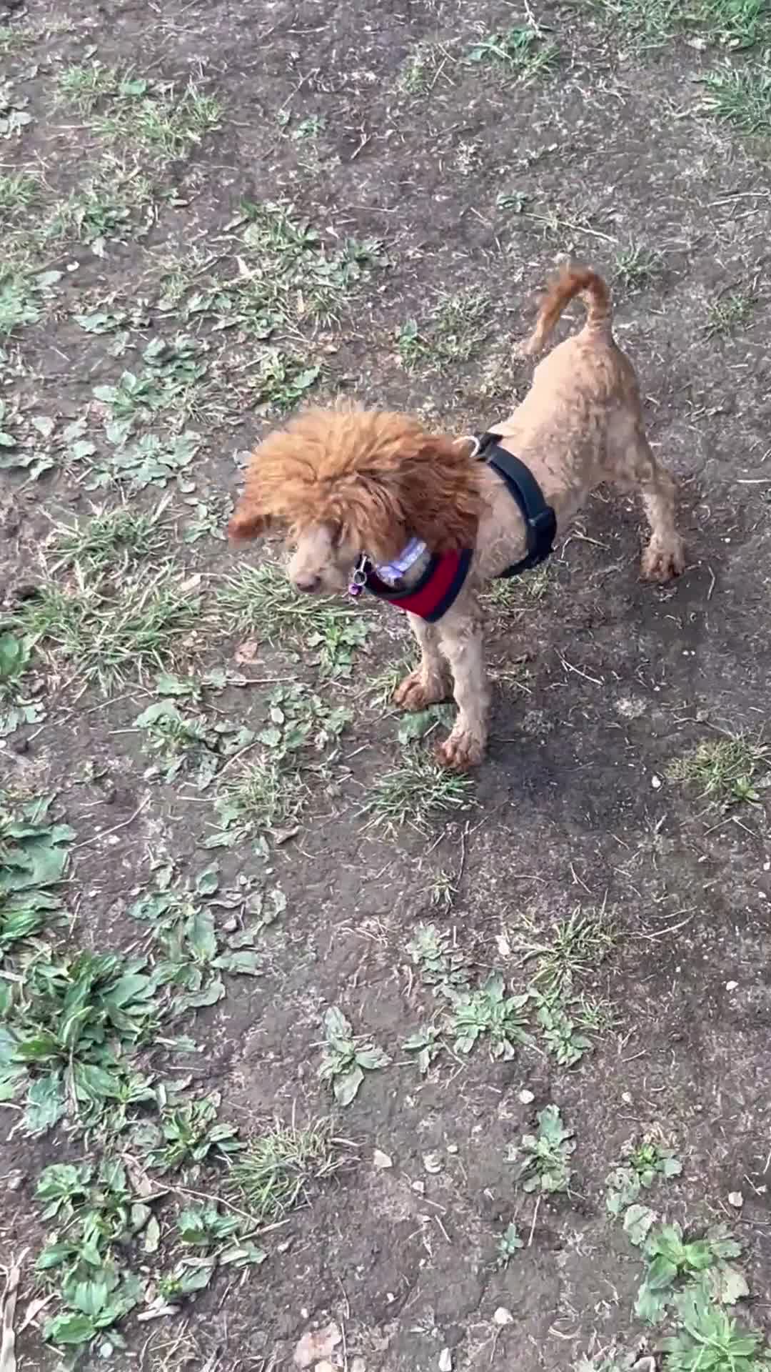 Toy Poodle dogs for sale: Teddi female 6’m old tiny Kc toy poodle  in Chichester - Video 2