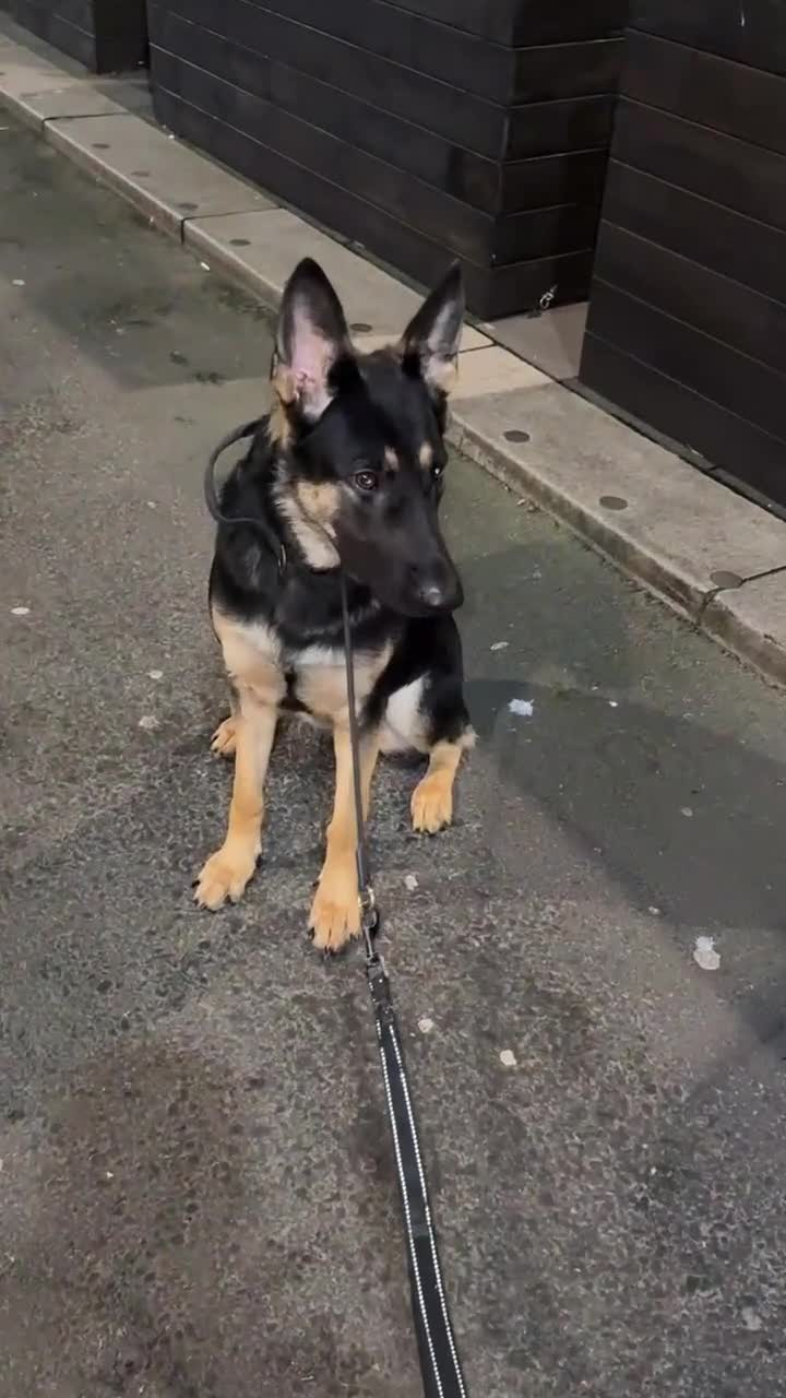 Mixed Breed birds for sale: German Shepherd - Video 3