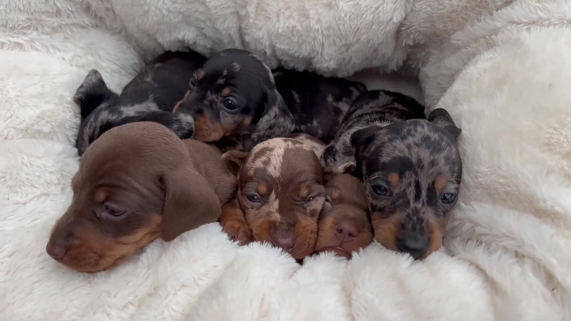 Dachshund dogs for sale: Gorgeous mini dachshund puppies!! - Video 2