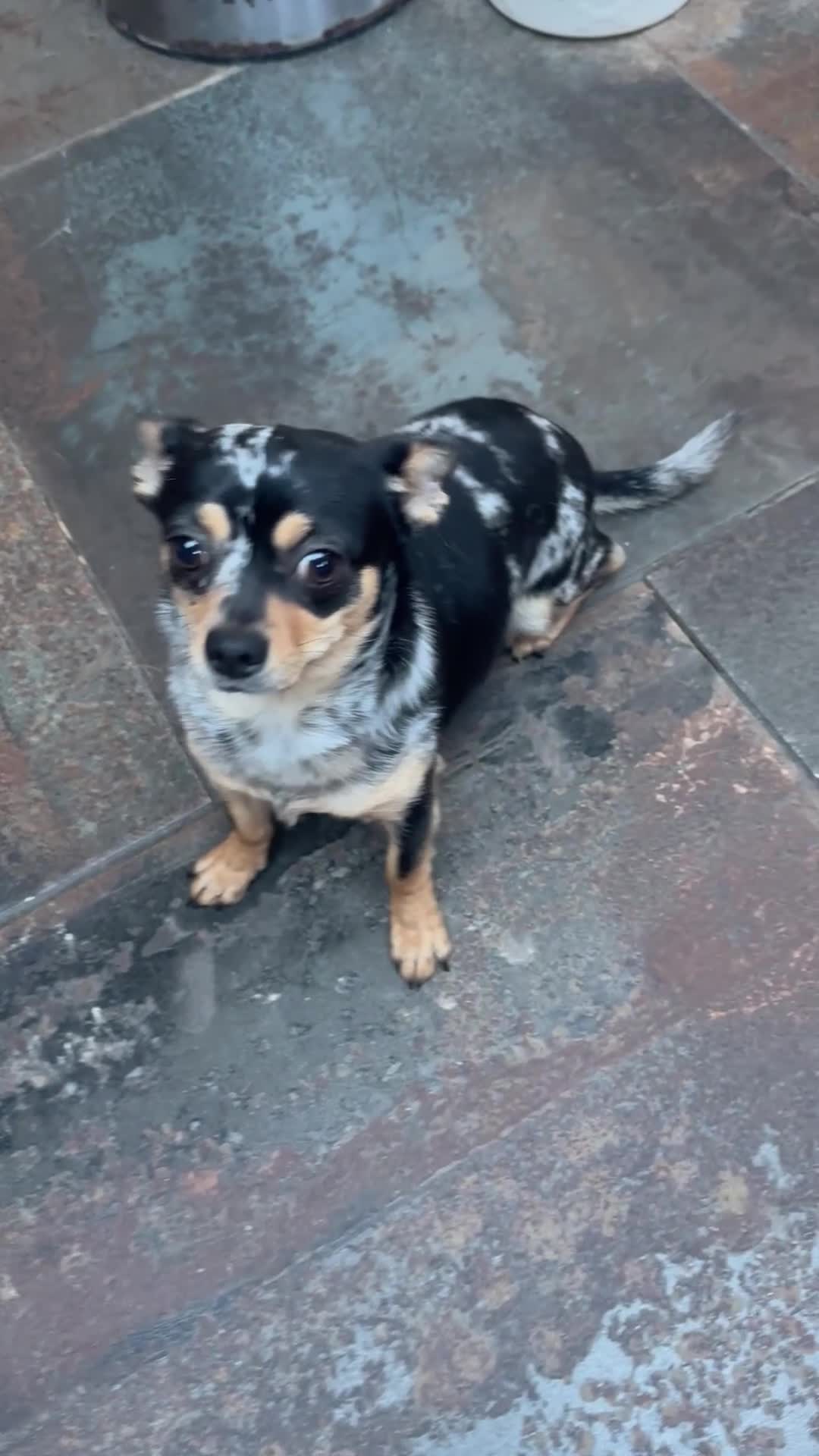 Chihuahua dogs for sale: Merle Stunning Little Girl - Video 1