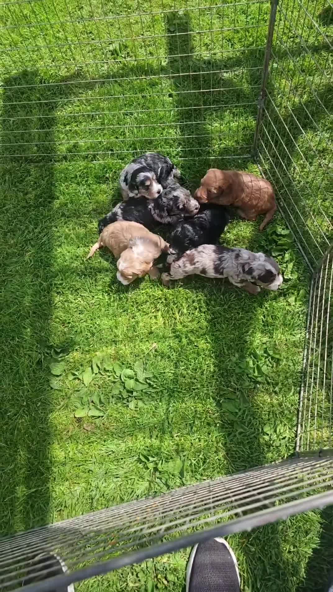 Cockapoo dogs for sale: Cockerpoos  in Chelmsford - Video 1