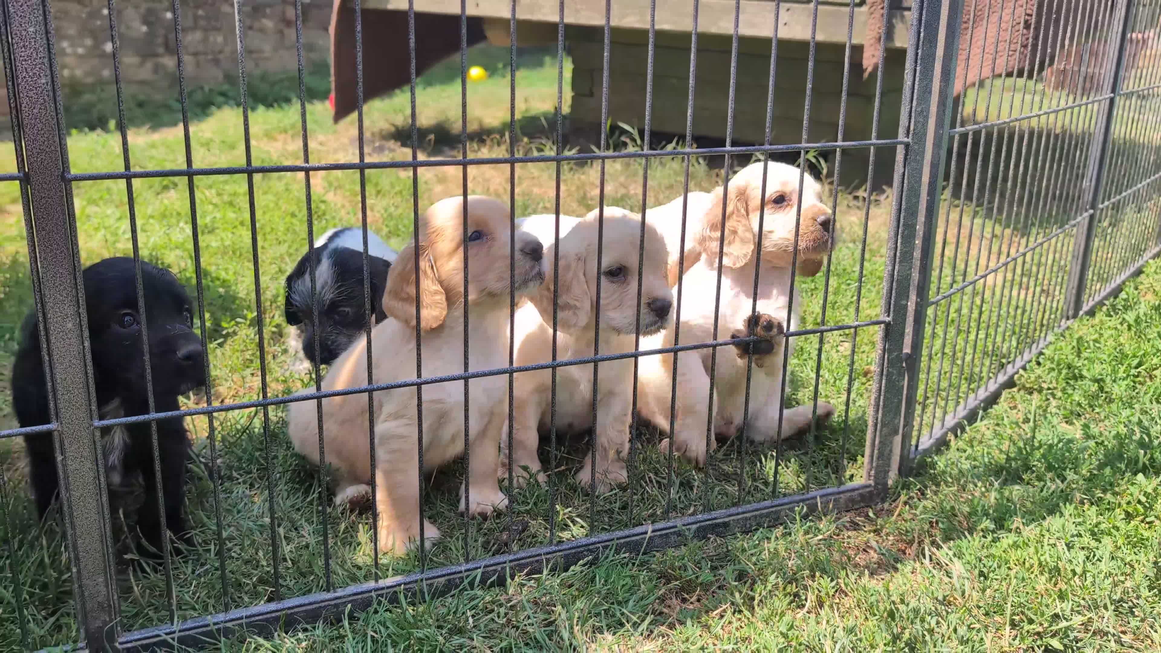 Cocker Spaniel dogs for sale: KC reg Working Cocker Spaniel Puppies  - Video 1