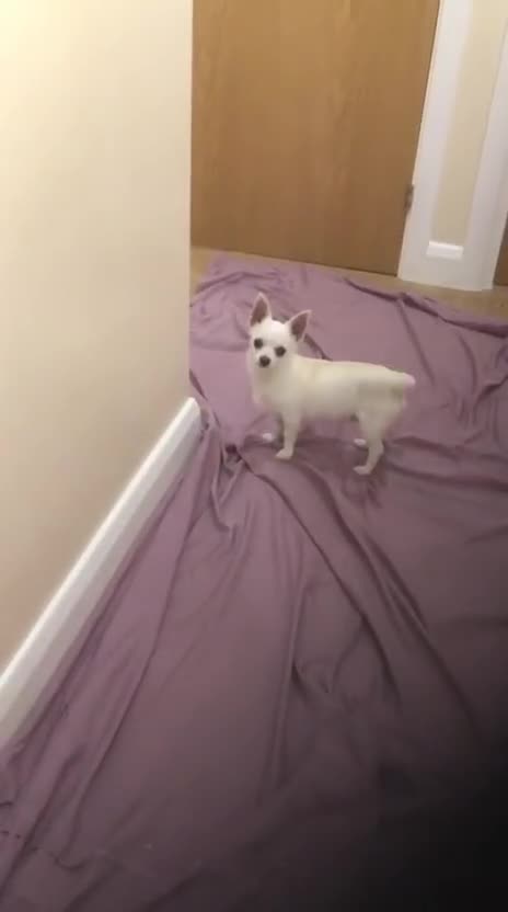 Chihuahua dogs for sale: Chihuahua  - Video 1