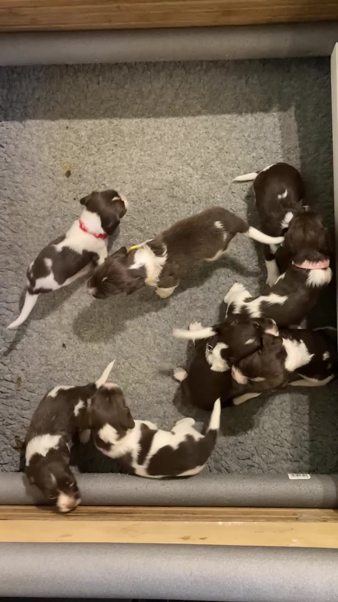English Springer Spaniel dogs for sale: FIFTH generation! 7 litters, 36 pups, 32 families! - Video 1