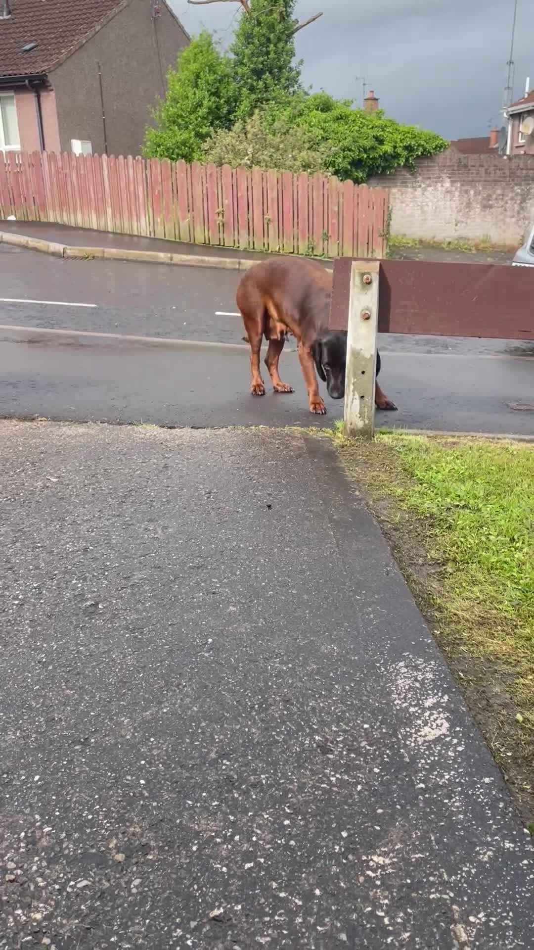 Bavarian Mountain Hound dogs for sale: Bavarian mountain scent hound male puppy’s  - Video 3