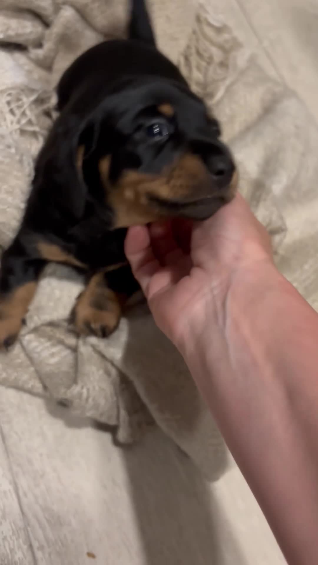 Miniature Dachshund dogs for sale: ADORABLE Miniature Dachshund KC Pups  - Video 2