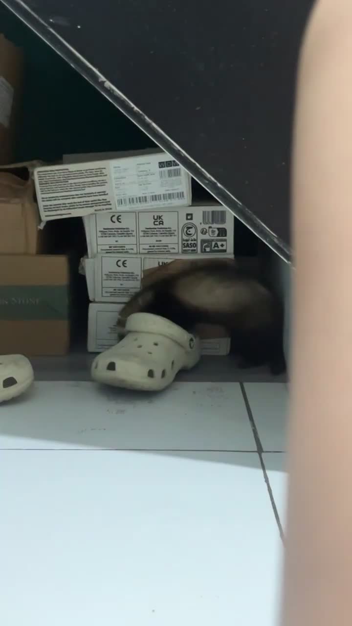 Ferret rodents for sale: 2 Jill ferrets in Bristol - Video 1