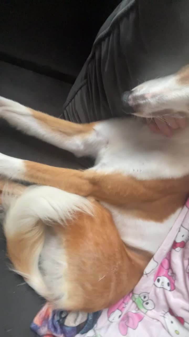 Mixed Breed dogs for sale: Female saluki x collie  - Video 2